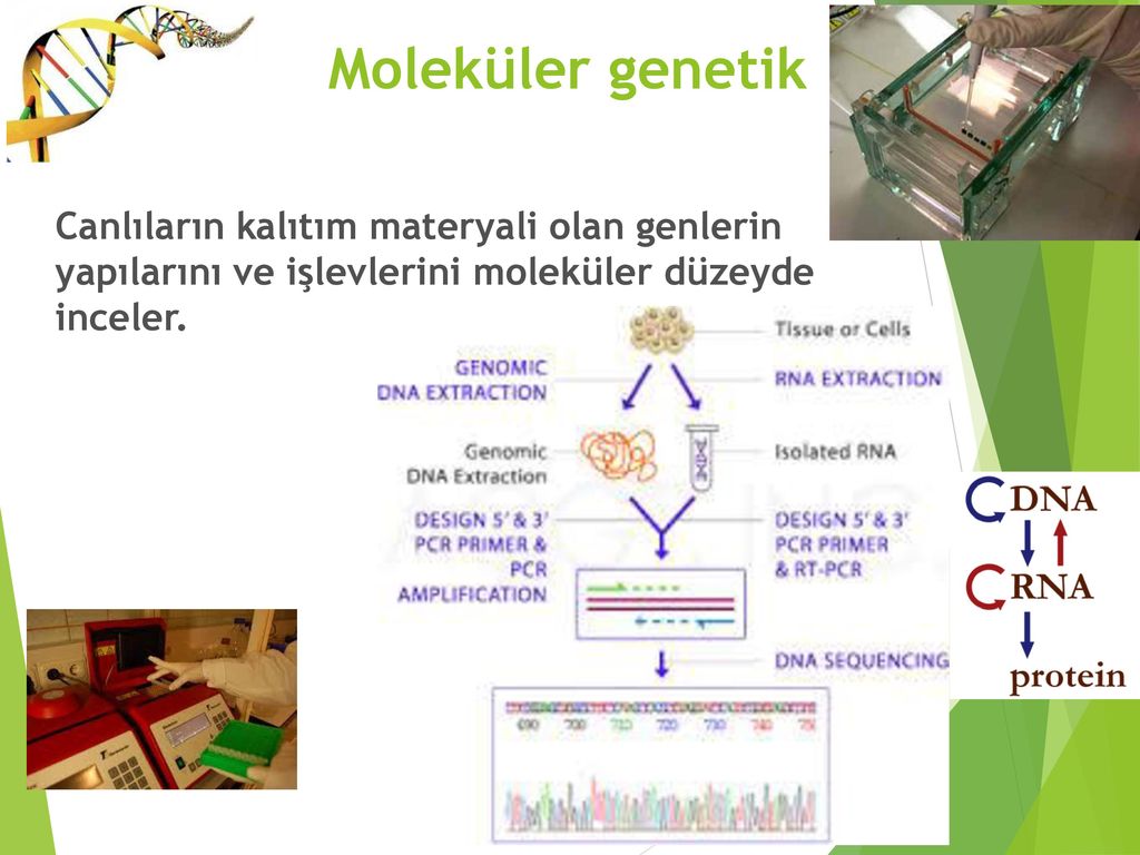 Ankara Üniversitesi Veteriner Fakültesi ppt indir